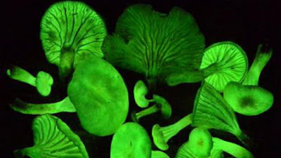 螢光蘑菇（螢光蘑菇重現巴西雨林）