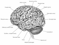 Brain Function Map Brain Function Map