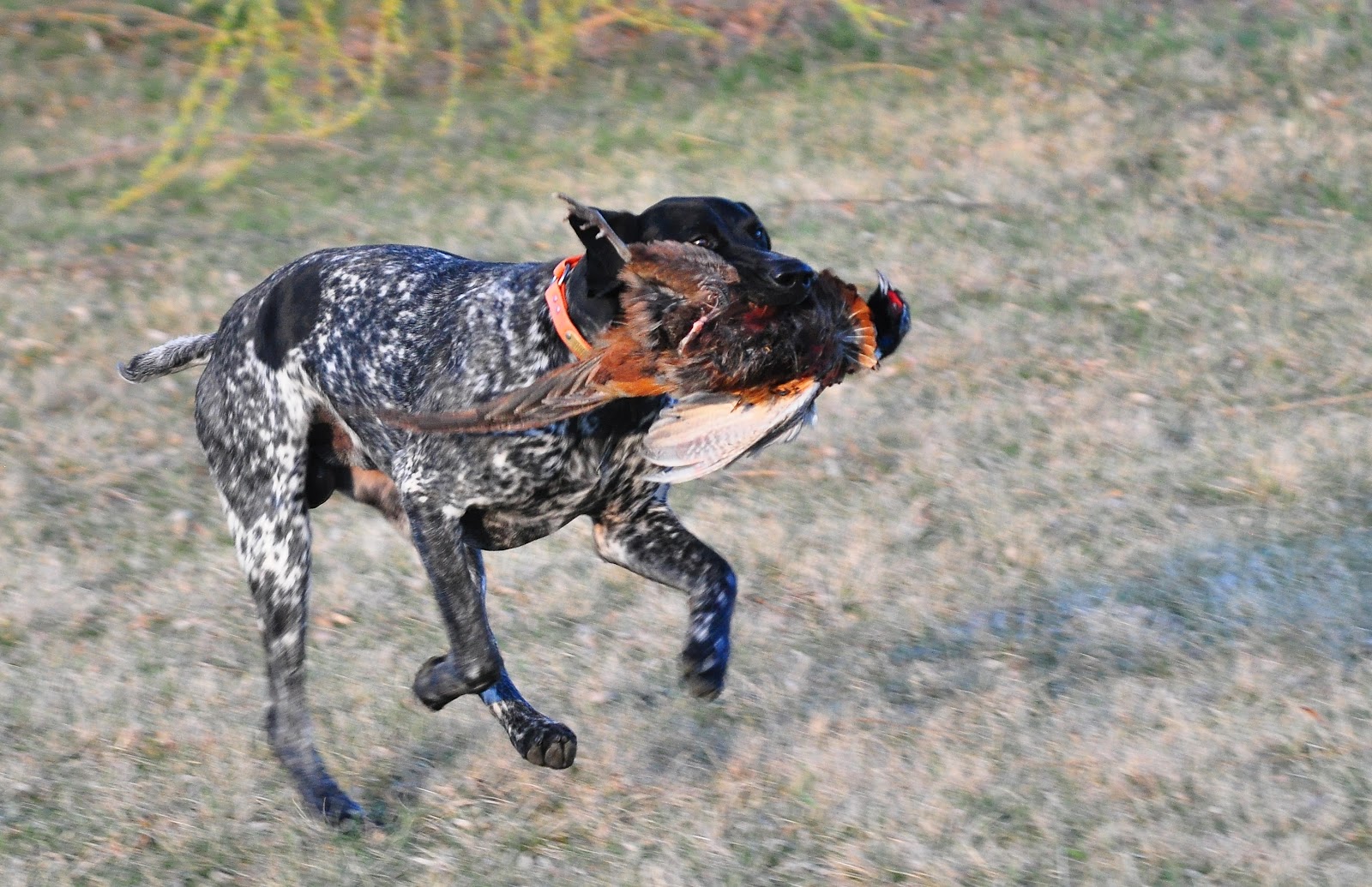 Nikon Sniper Bird Dawg