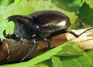 Rhinocheros Beatle ( Kumbang Badak)