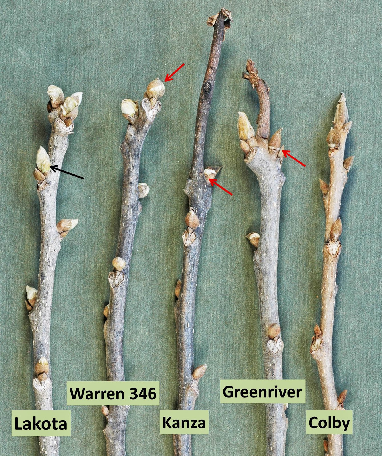 Northern Pecans Pecan buds showing signs of growth