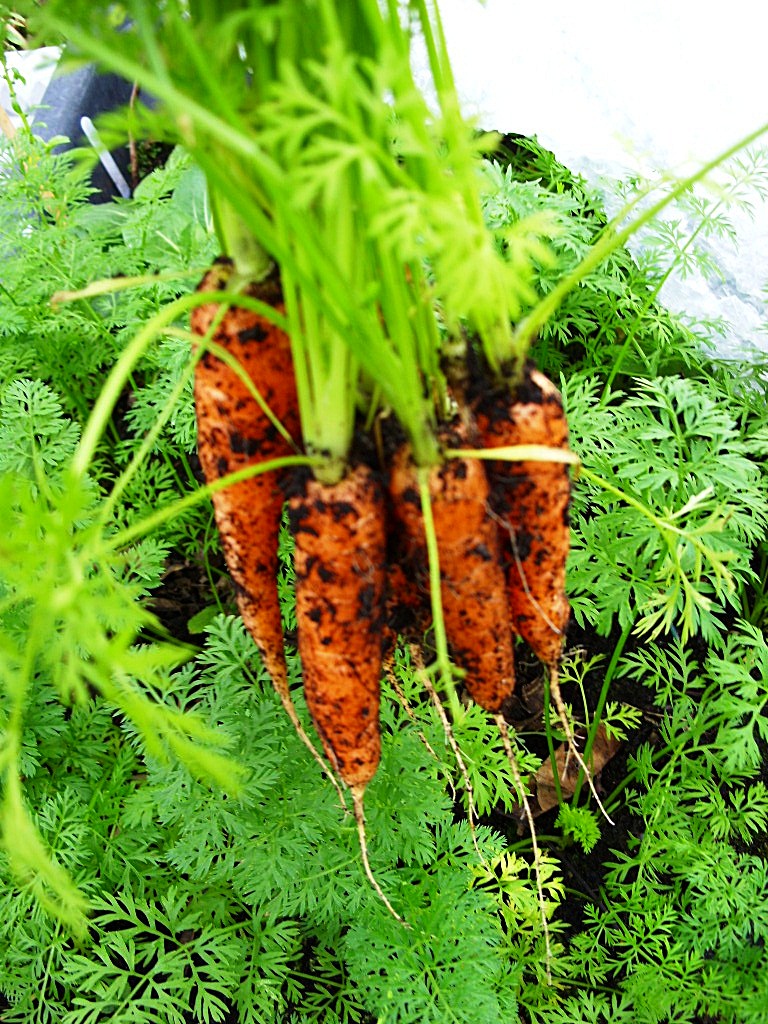 Kelli's Northern Ireland Garden Container Carrots
