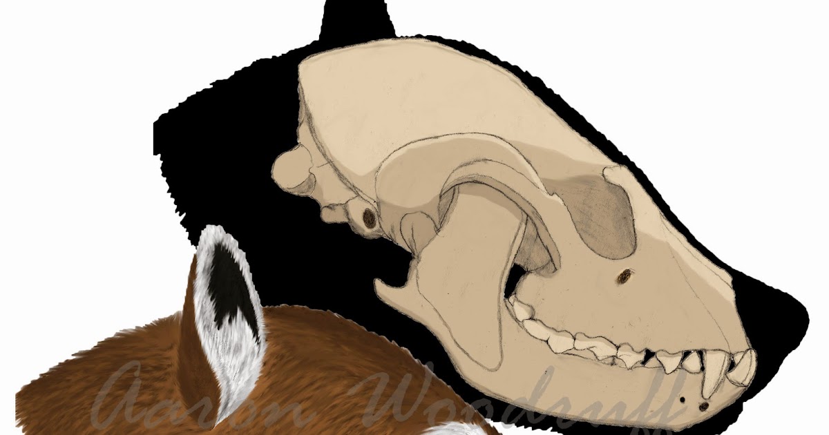 ETSU Natural History Museum & Gray Fossil Site: All About Gray Fossil