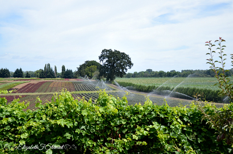 Just following Jesus in my real life... A visit to Sauvie Island