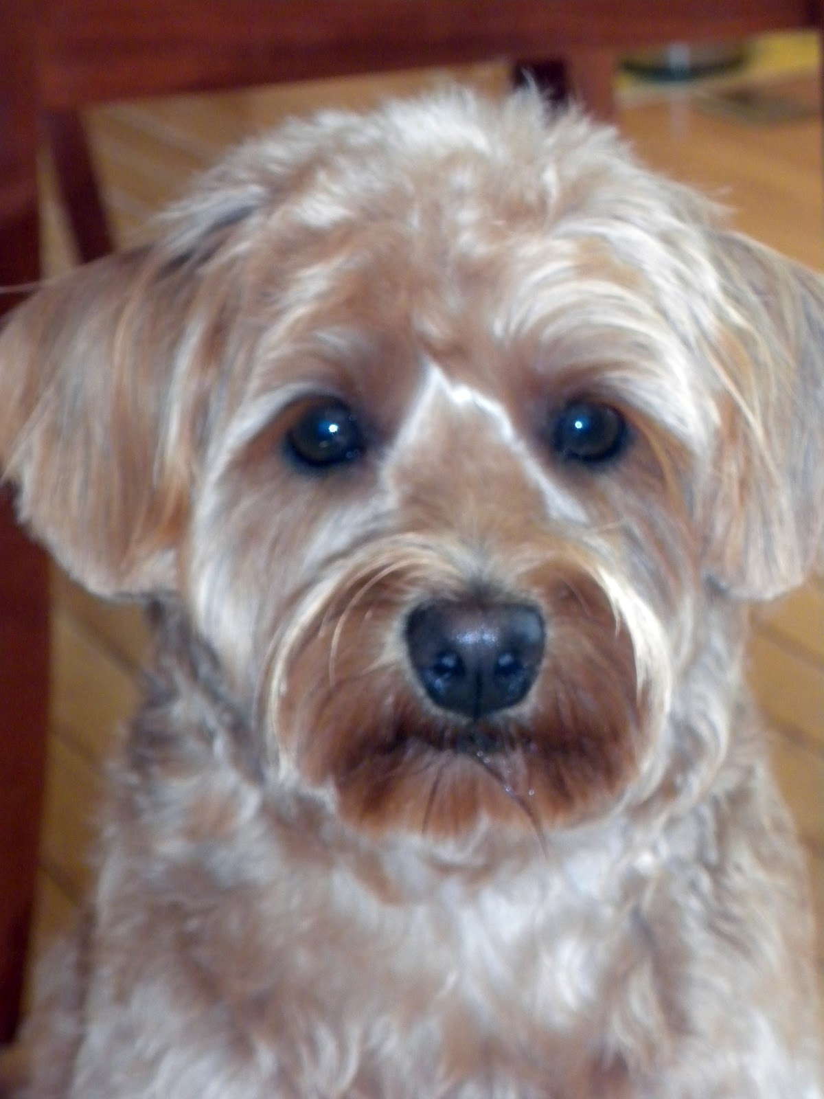 Schnoodle Haircut Photos Schnoodle Haircut Photos
