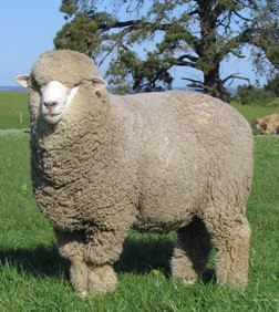 a New Zealand sheep breed,