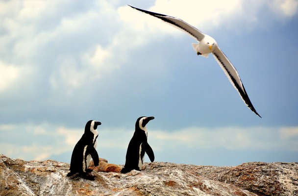 a study of the penguin a flightless bird Penguins are aquatic, flightless birds that are highly adapted to life in the water their distinct tuxedo-like appearance is called countershading, a form of camouflage that helps keep them safe in the water. a study of the penguin a flightless bird Penguins are aquatic, flightless birds that are highly adapted to life in the water their distinct tuxedo-like appearance is called countershading, a form of camouflage that helps keep them safe in the water.