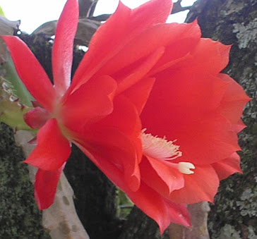 Cactus orquídea epiphyllum vermelha