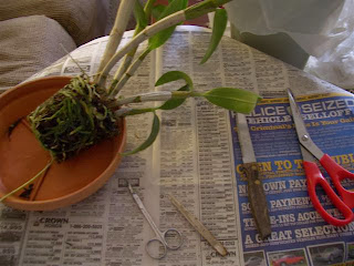 thay chậu lan Dendro