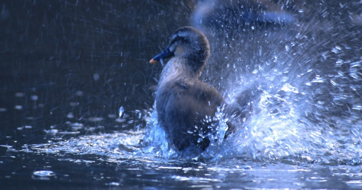 WnP: Wallpapers & Pictures: Beautiful Birds Wallpapers