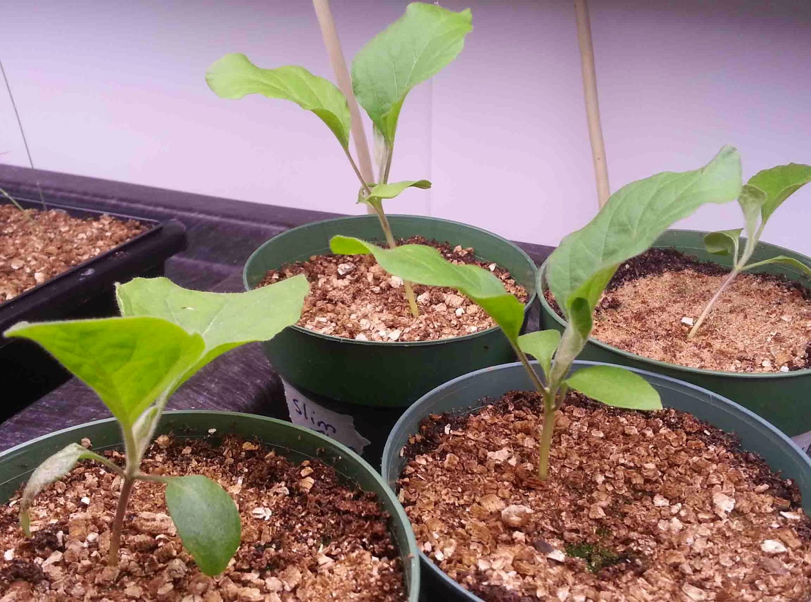 The Gardening Me Sowing Eggplant