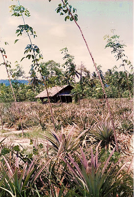 Phuket Pineapple and Rubber Plantation