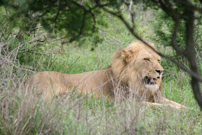 Op de heenweg naar Merloth Parc staan, net buiten Skukuza, een serie auto's stil de berm. De camera's blijken gericht te zijn op Zijne Koninklijke Hoogheid zelf.