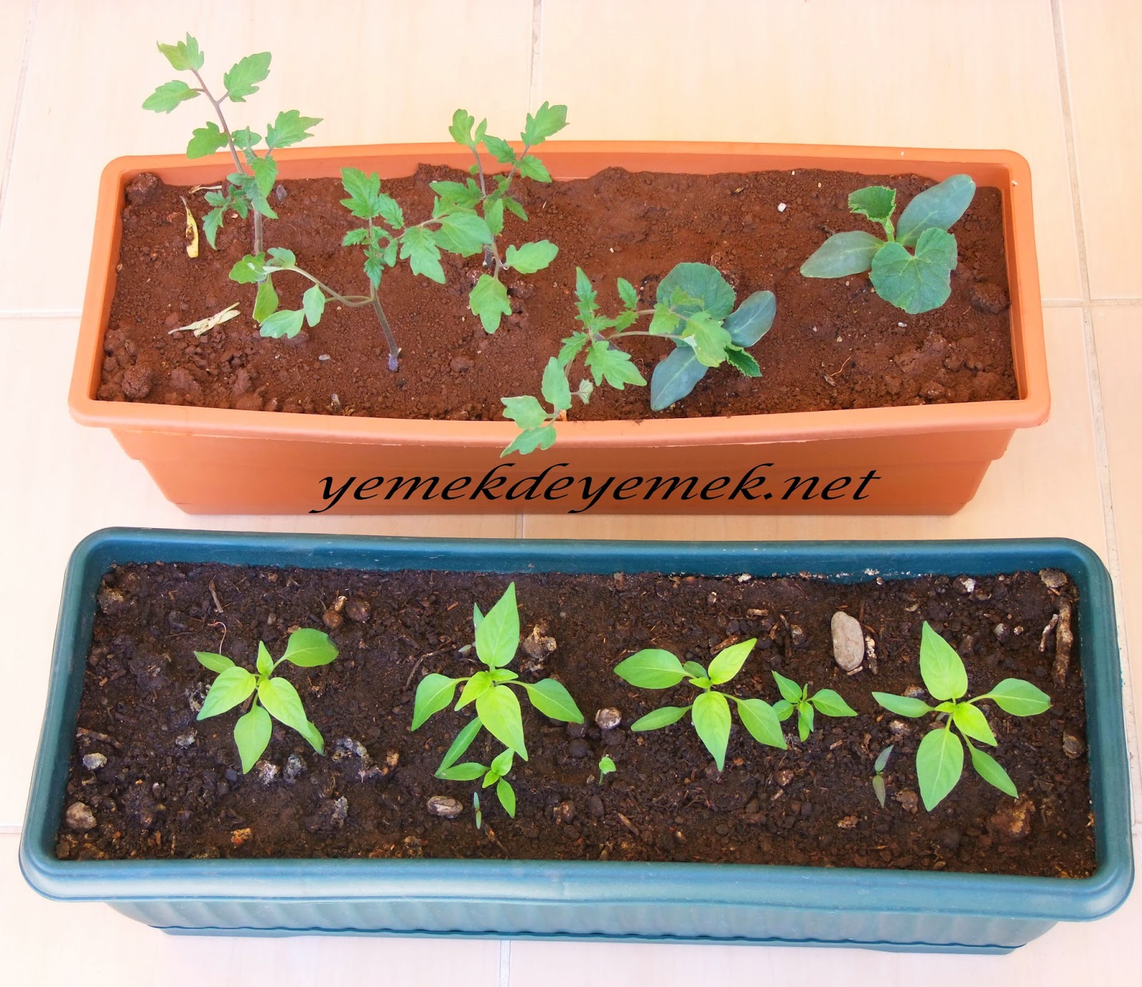 yemek de yemek evde domates salatalik yetistirme