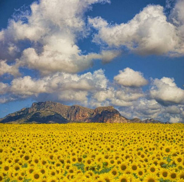 Sunflower Valley Valencia Spain