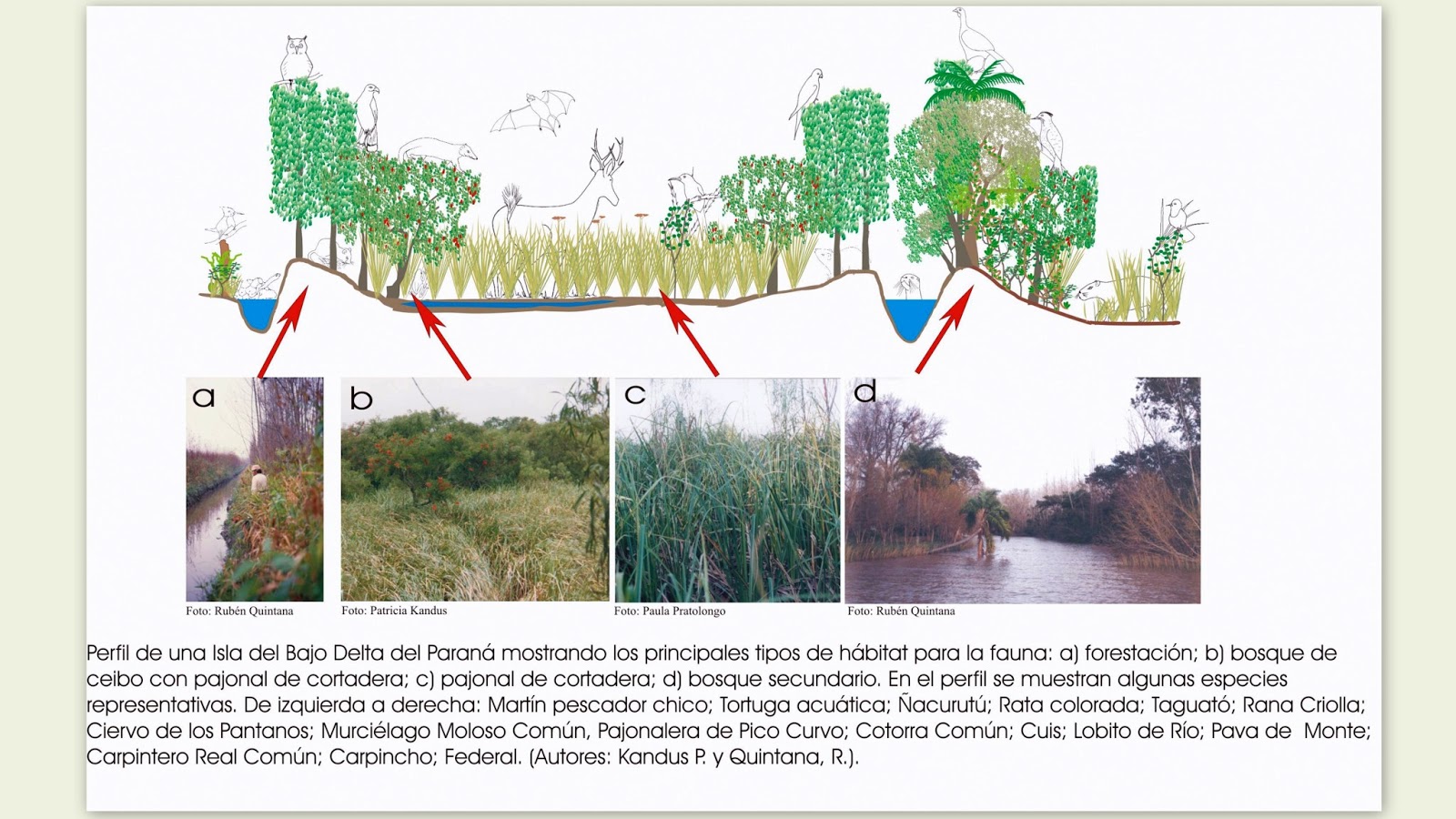 La Ciudad Silvestre Las Islas del delta