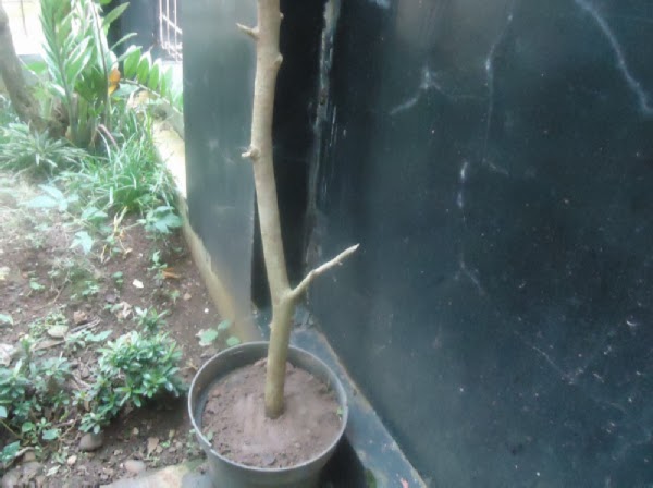 Tempatkan tanaman Serut ditempat yang teduh.