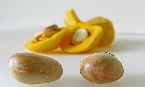 Manfaat Biji Nangka Untuk Kesehatan Manfaat Biji Nangka Untuk Kesehatan