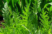 Yarrow Leaves