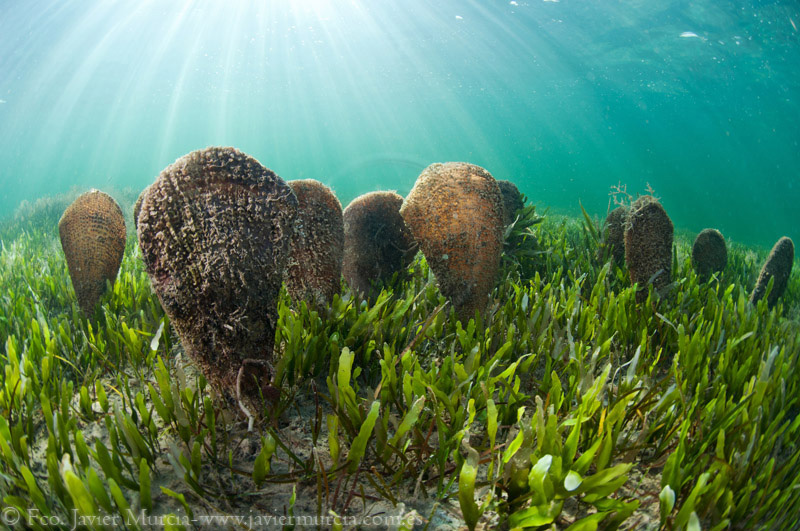 Natural History, Creation and Religious Conflicts Sea silk the