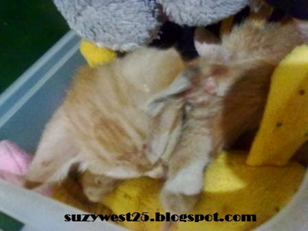 Kucing - Kucingku Kucing - Kucingku