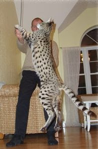 savannah-pet-cats savannah cat pets infomation picture photo animal domestic