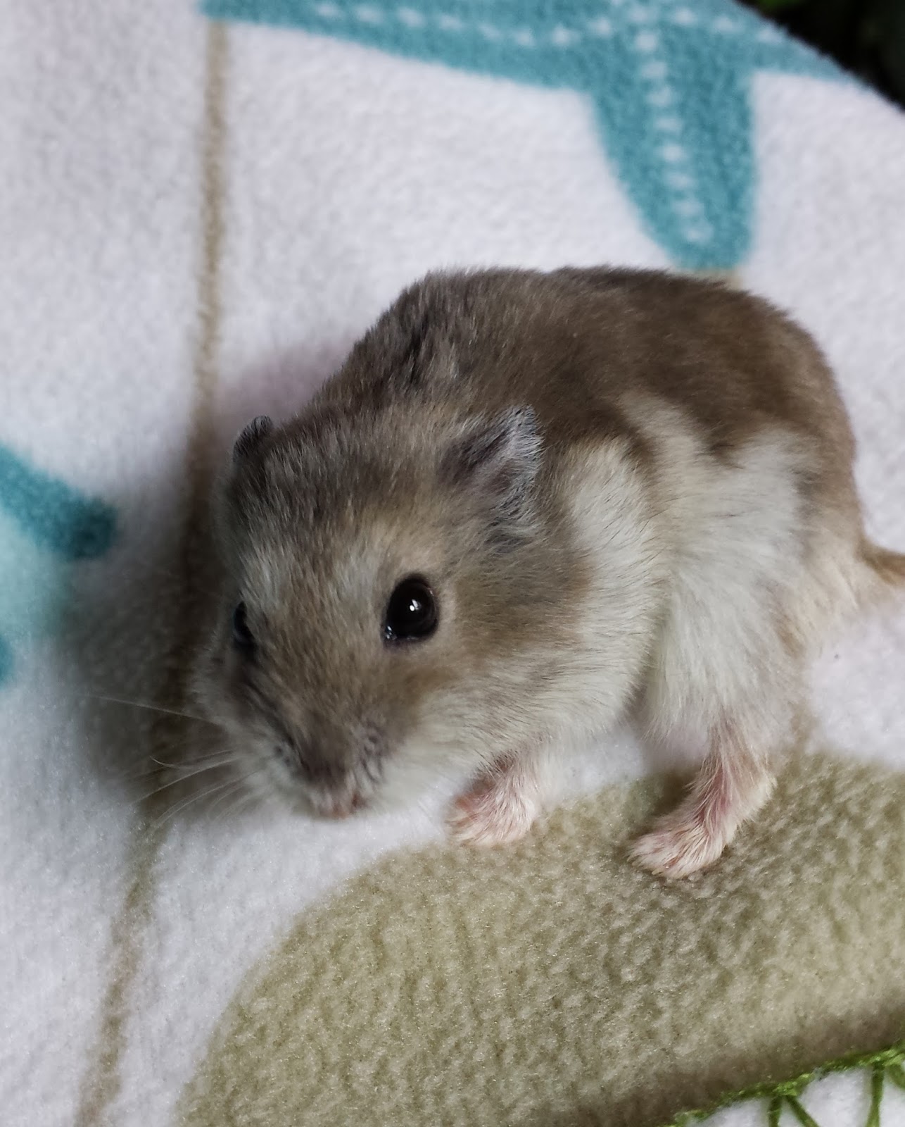 My Silverpen In memory of my little hamster friends.