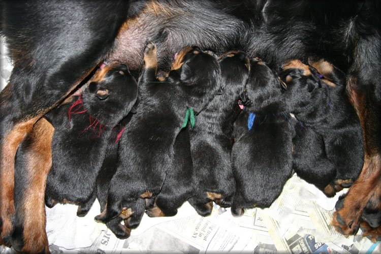 Köpek yavruları üretim çiftliği