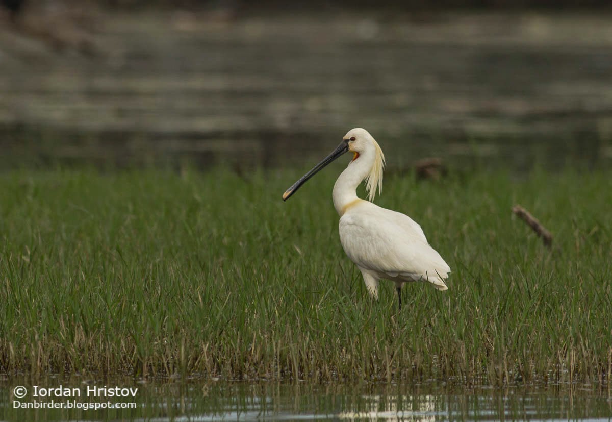 Spoonbill, copyright Iordan Hristov Spoonbill, copyright Iordan Hristov