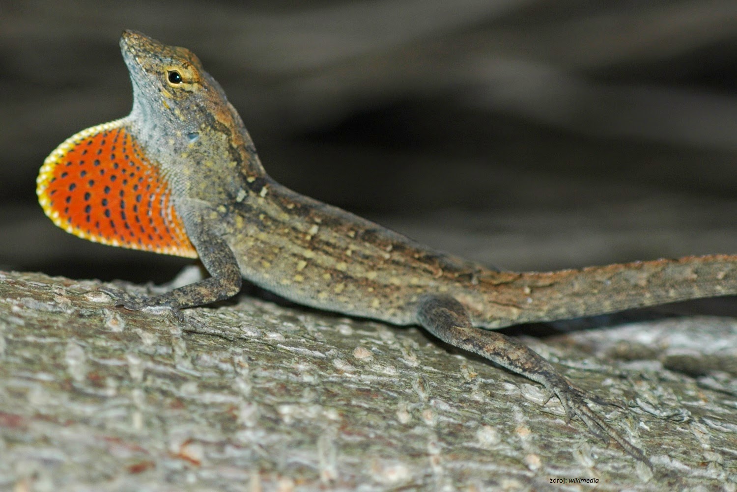 Výsledek obrázku pro anolis šedý