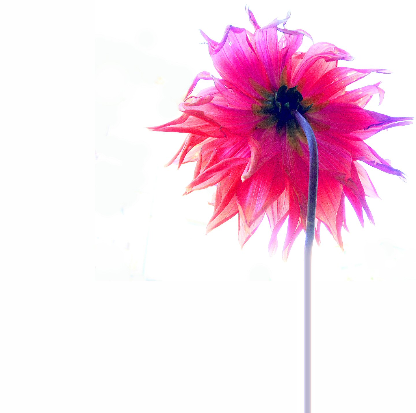 School Of Digital Photography How to photograph flowers