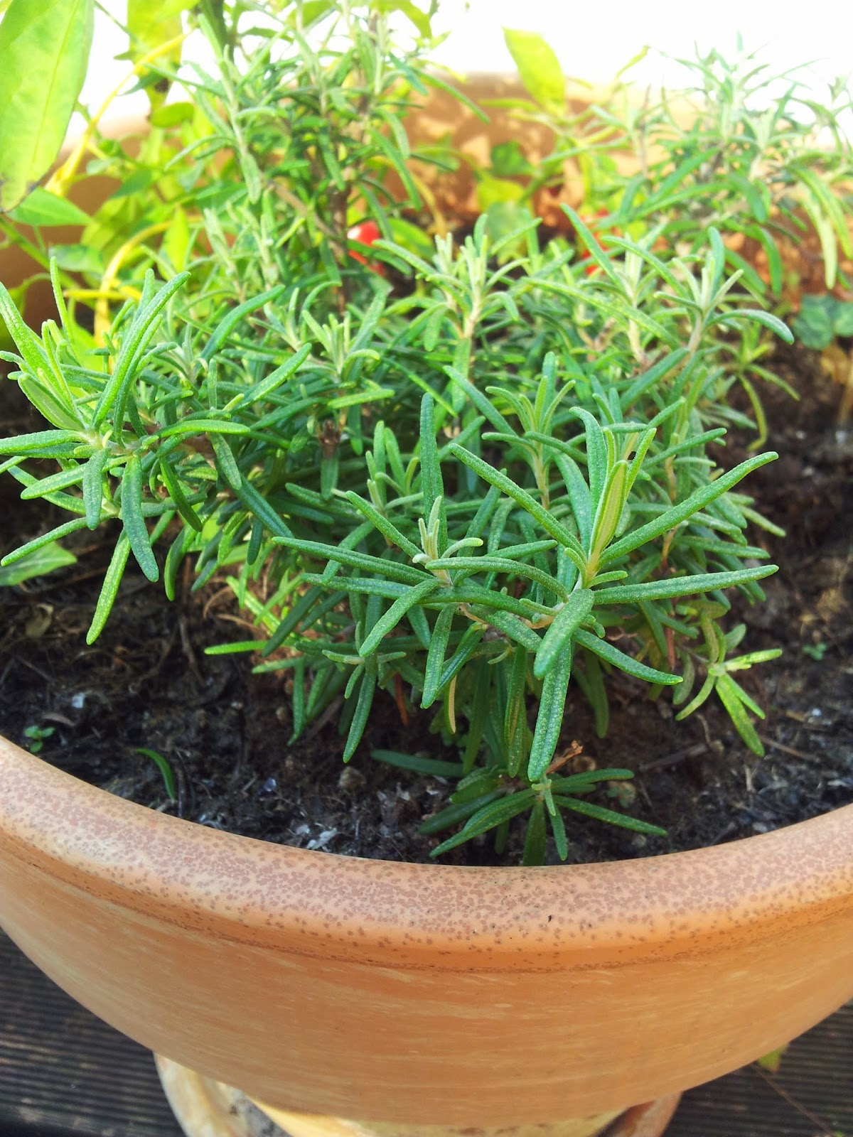 Balkonernte Ein Balkongärtner baut Gemüse auf dem Balkon an.