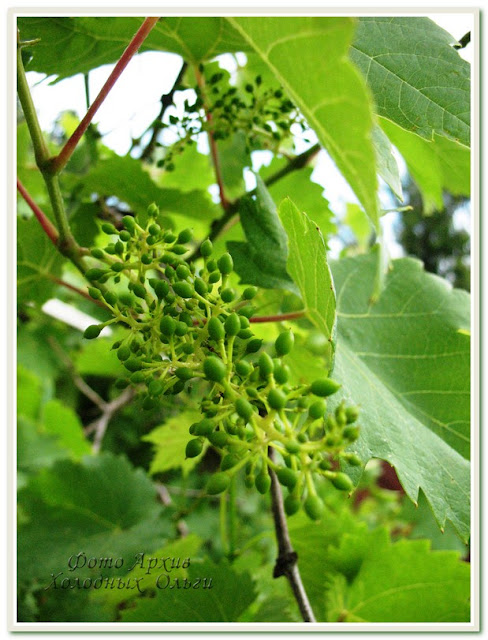 Цветущий виноград