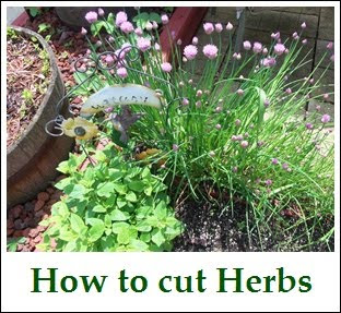 Cut Herbs
