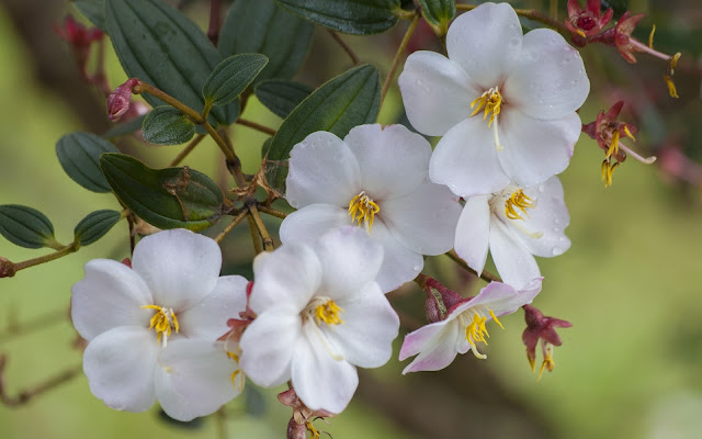 Tibouchina