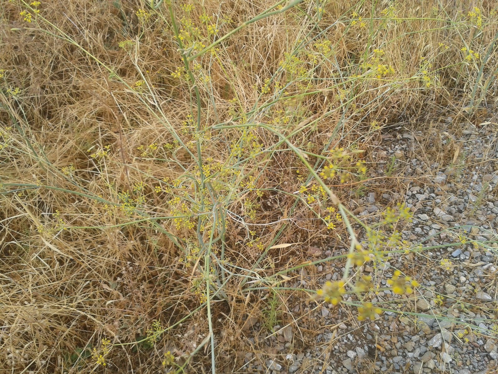 El tio yerbas hinojos
