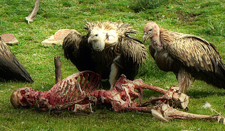 Image result for pemakaman mayat Dimakan burung bangkai