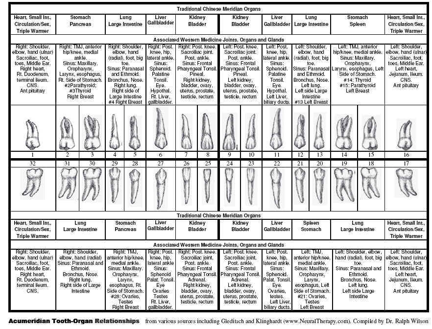 Tooth Meridian Chart
