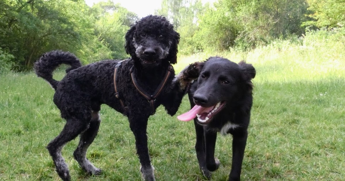 Der Pfotenblog Rund um den Hund Ratzekahl