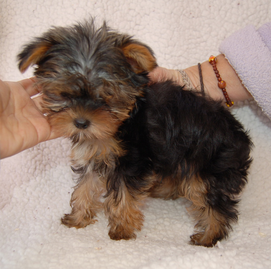 15 Pictures About yorkie poo full grown size Pets Lovers