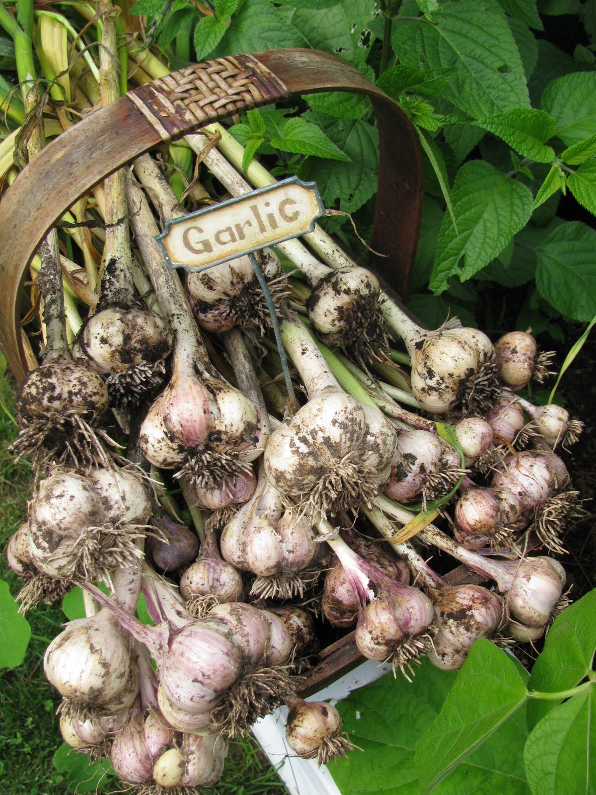 Gardeningbren in Nova Scotia Garlic Harvest