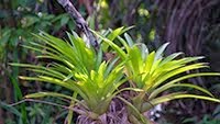 CUBAN BROMELIAD