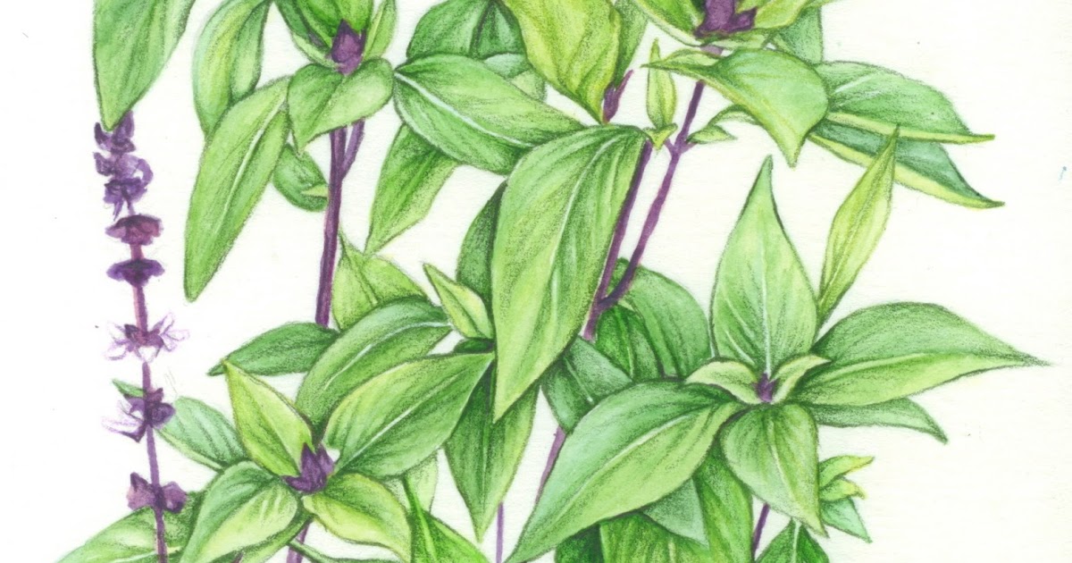 Jessie's Art holy basil