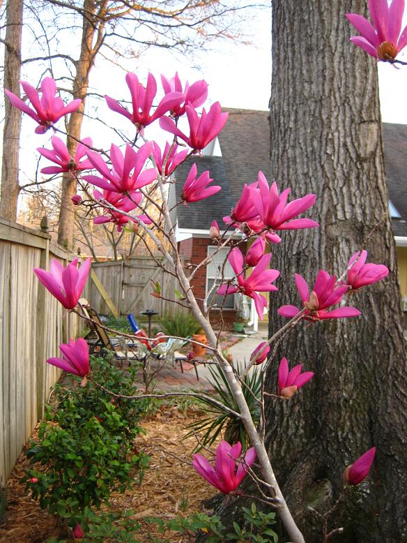 A Shower Fresh Garden Japanese Magnolia Tree