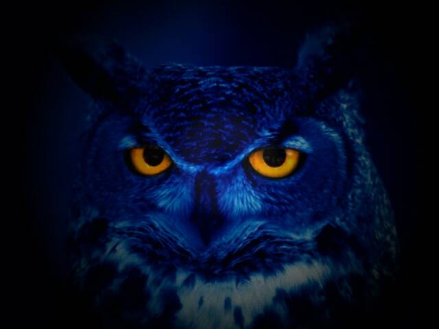 the night owl