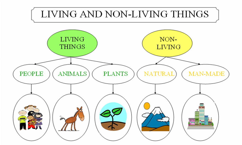 CLIL Module Human Body 2nd 1.1. LIVING AND NONLIVING THINGS