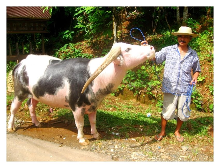 BUFFALO SPECIAL FEATURES TORAJA S U P E R N O V A