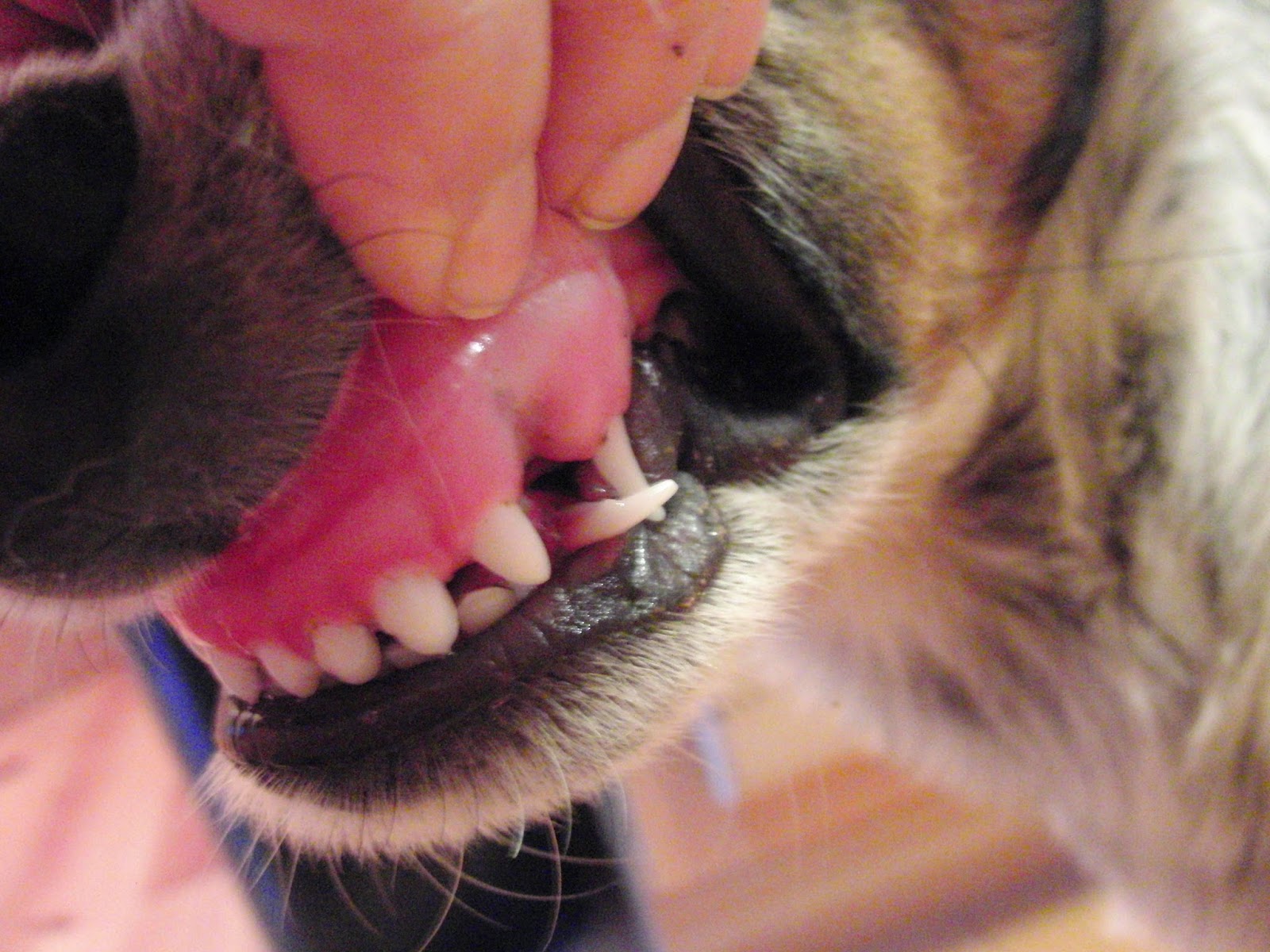 The Days of Johann, an agility dog! Loosing puppy teeth!