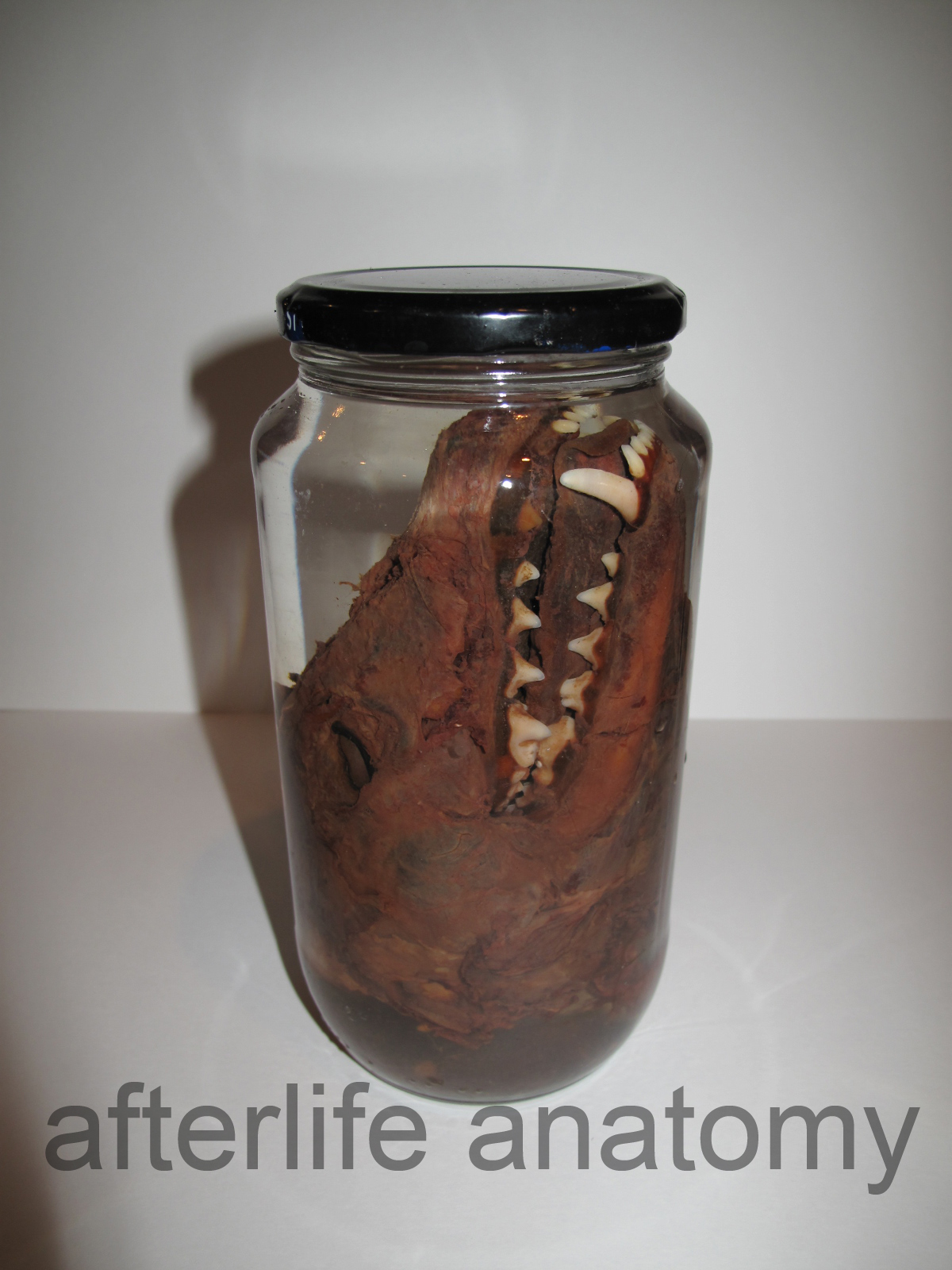 afterlife anatomy custom mount and wet specimens!
