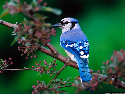 Beautiful Colorful Cute Birds Wallpapers Seen On www.dil-ki-dunya.tk